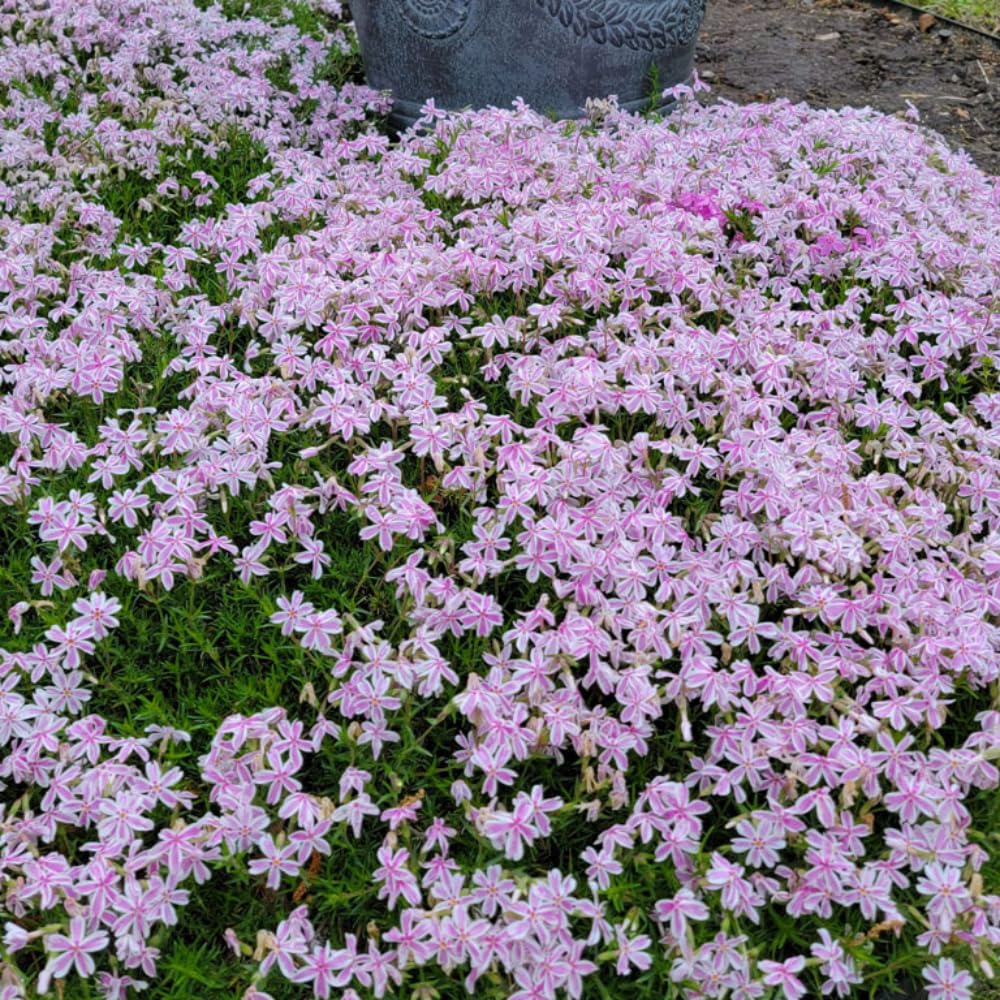 Set 2 Creeping Phlox Live Plants, Perennial Phlox Flower Ground Cover Plant, Hardy Creeping Phlox 5-8 Inches (Stripe)