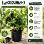 Black Currant Plant Live for Planting, Black Currant Berry Plant Live, 6-12'' Tall, Edible Berries for Planting