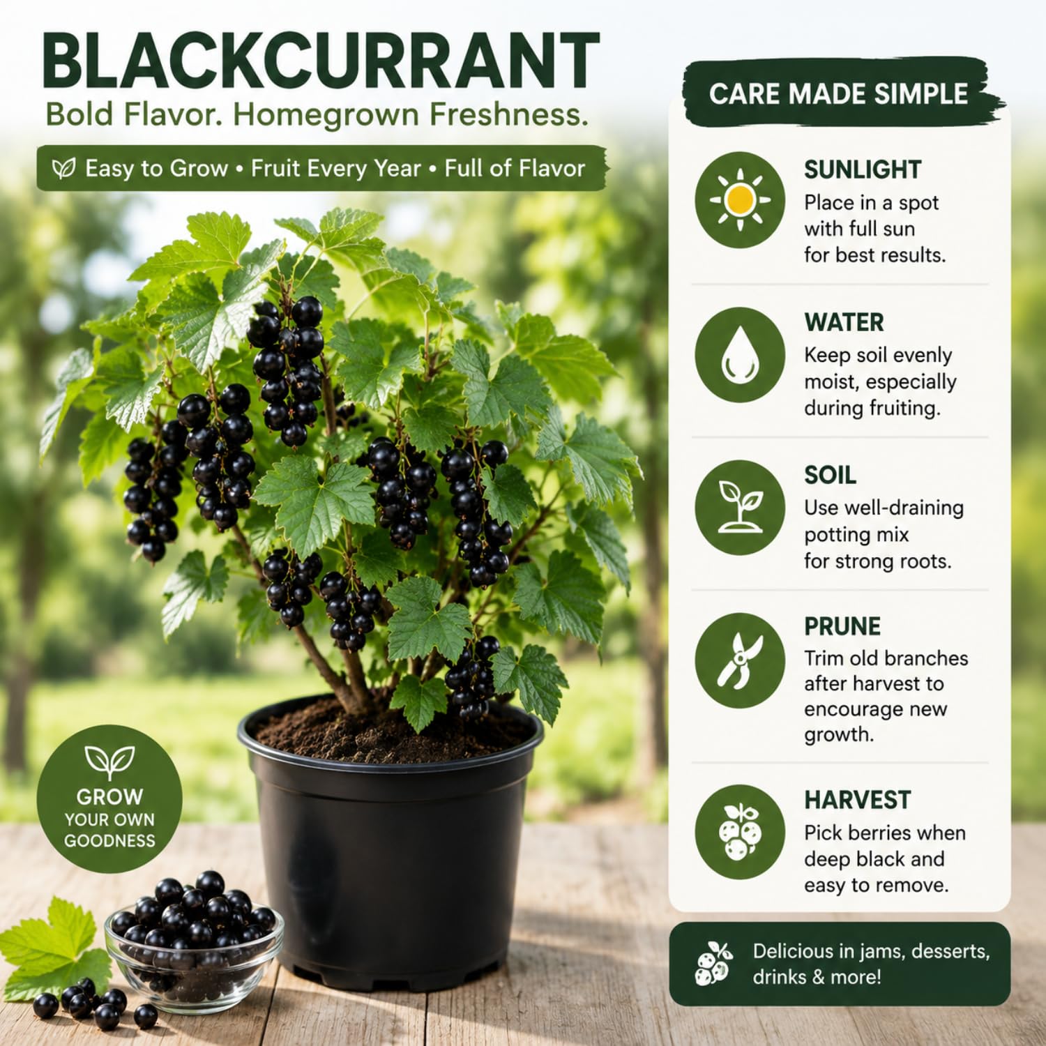 Black Currant Plant Live for Planting, Black Currant Berry Plant Live, 6-12'' Tall, Edible Berries for Planting