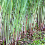 Set 2 Lemon Grass Live Plants, Live Lemon Grass, Lemon Grass Plants, Lemongrass Plant, Live Lemongrass Plant Potted in 4 in Pot