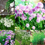 4 Mix Chives Plants Live, Hardy Heirloom Leek Chives Herb Plants for Culinary Outdoor Garden, 4-8" Tall