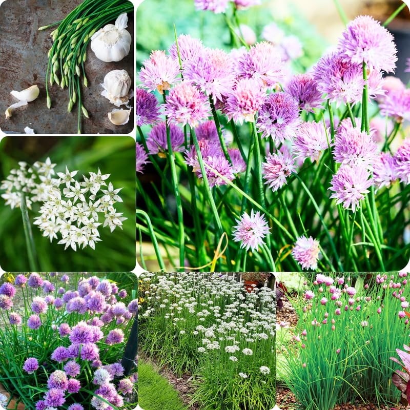 4 Mix Chives Plants Live, Hardy Heirloom Leek Chives Herb Plants for Culinary Outdoor Garden, 4-8" Tall