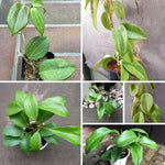Hoya Quinquenervia Live Plant 3 Inches, Five Veined Hoyas Plant, Trailing Plants for Home Decoration Indoor