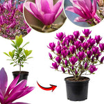 Ann Magnolia Tree Live Plant in 2.5 Inches in Pot, Starter Plant, Fragrant Perennial Ornamental Plants Shrub for Outdoor Garden