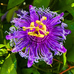 Set 2 Passiflora Incarnata Maypop Plant 4-6 Inch Height, Purple Maypop Passion Flower Plant for Trellis and Garden, No Pot