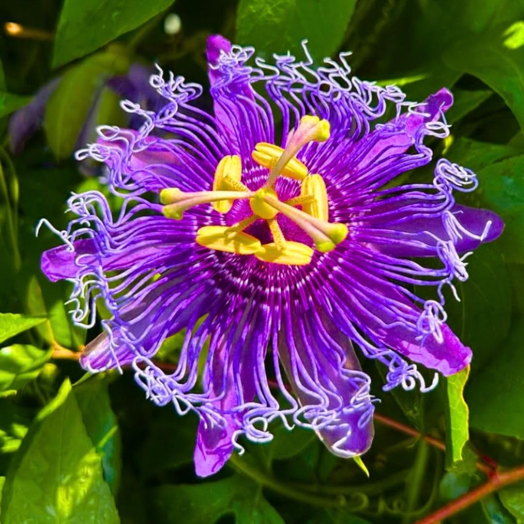 Set 2 Passiflora Incarnata Maypop Plant 4-6 Inch Height, Purple Maypop Passion Flower Plant for Trellis and Garden, No Pot