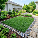 Pack of 2 Dwarf Mondo Grasses Plant, Ornamental Grass Live Plants, Perennial Grass Plant, 3-5 Inc Tall, Ground Cover, Hardy Ornamental Grass for Shade Garden Landscaping