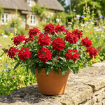 Verbena Plants Live, Verbena Plant from 4-8 Inches Tall, Long Blooming Outdoor Flower Plant for Garden Beds, Hanging Baskets and Containers (Red)