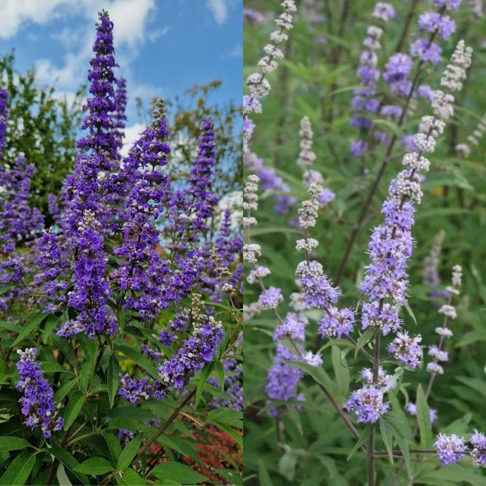 Live Blue Chaste Vitex Plant 5-8 Inch Tall, Blue Chaste Flower Tree, Chastes Tree, Fragrant Purple Flowering Shrub for Planting Indoor Outdoor