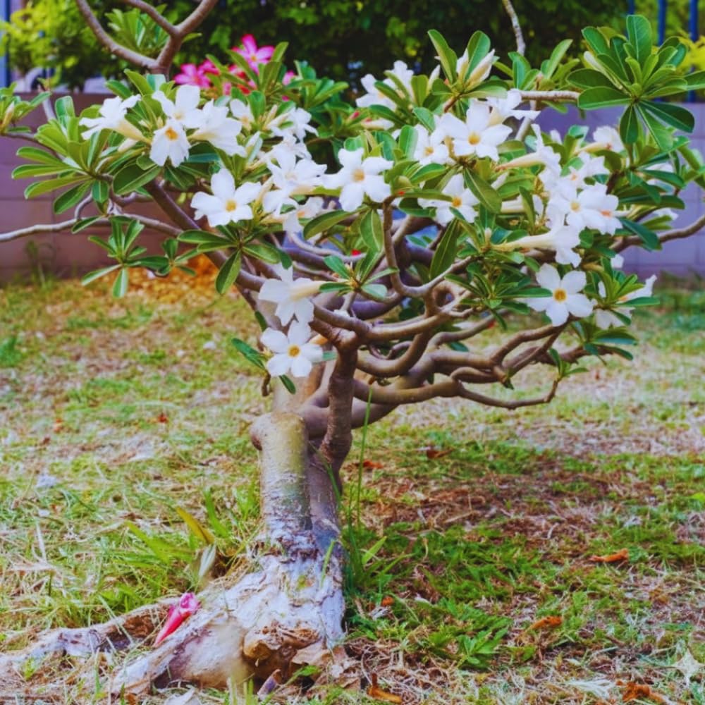 Set 3 Adenium Desert Rose Plants Live, Desert Rose Live Plant, 4 to 6 Inc Long, Succulent Flower Plant