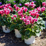 Random Cyclamen Plant Live, Flowering Houseplant, 4" Pot