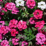 Verbena Plants Live, Verbena Plant from 4-8 Inches Tall, Long Blooming Outdoor Flower Plant for Garden Beds, Hanging Baskets and Containers (Pink)
