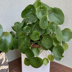 Pilea Peperomioides Live Plant 4-6 Inch Tall, Money Plant Houseplant for Home Decor, Office