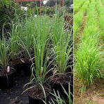 Set 6 Lemongrass Plants Live, Lemongrass Herbs Stalks, 4-8" Tall Well-Rooted for Culinary Gardens, Tropical Grass for Outdoor Landscapes