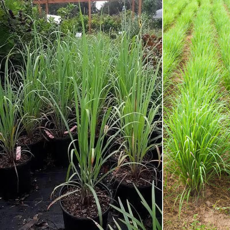 Pack 5 Lemongrass Live Plants, 5-7 Inch Height, Lemongrass Herbs Stalks Well-Rooted, Tropical Grass Plants for Planting Outdoor