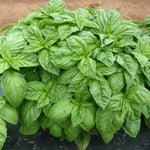 1 Pot Basil Plant Live, Sweet Basil Live Plant, 2 Plants Per Pot, 4-6” Tall Fragrant Herb Plant