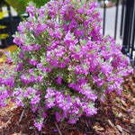 4 Fragrant Sage Salvia Live Plants, Planting in Spring Sage Plants Live, 5 to 10 Inches in Tall, Change Color (Dwarf Texas)