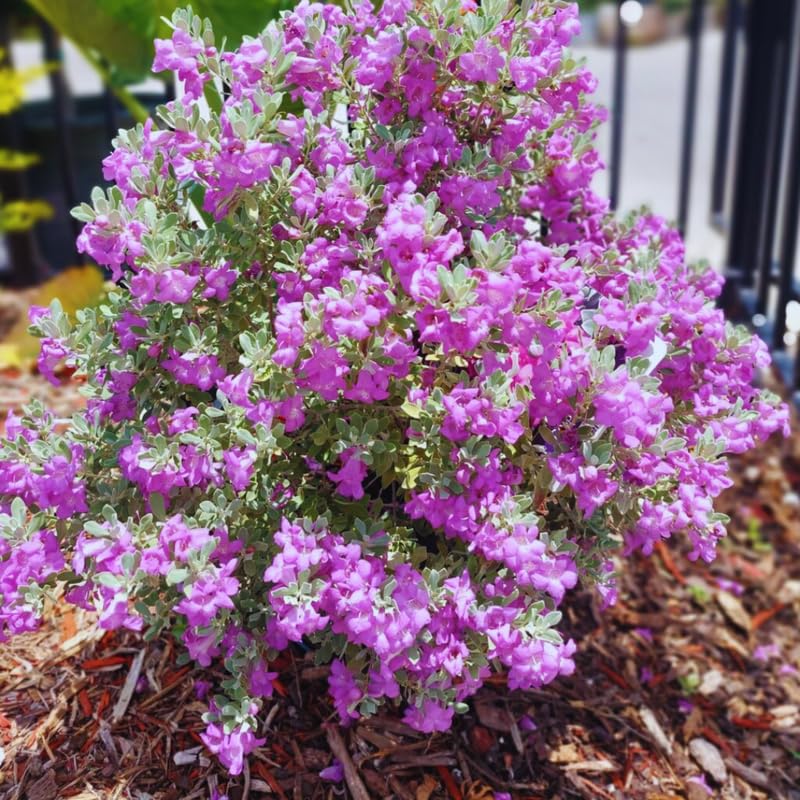 4 Fragrant Sage Salvia Live Plants, Planting in Spring Sage Plants Live, 5 to 10 Inches in Tall, Change Color (Dwarf Texas)