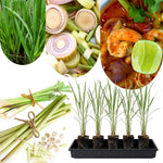 Set 10 Fresh Stalks Lemon Grass Plants for Outside, Well-Rooted Live Lemongrass Plants for Outdoor Planting, Lemongrass Herb Plants