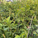 Big Pink Guava Tree Grafted Live Plant, 1-2 Feet Tall in Pot, Well Rooted, Ready to Bear Fruit Within 1 Year