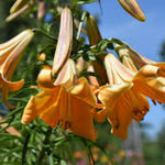 2 Large Orange Lily Bulbs, 4-6 Inch, Orange Lilies Bulbs, Flowering Bulb for Outdoor Garden Beds and Containers