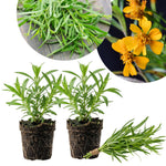 Set of 2 Mexican Tarragon Live Plants, Tarragon Plant Live, 4-6 Inches Tall, Culinary Herb Plants for Outdoor Planting