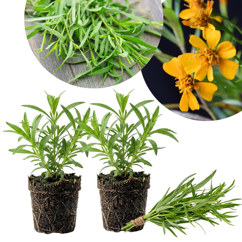 Set of 2 Mexican Tarragon Live Plants, Tarragon Plant Live, 4-6 Inches Tall, Culinary Herb Plants for Outdoor Planting