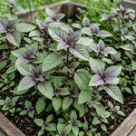Pack of 2 Blue Basil Plant Live, Basil Live Plant, 2-5 Inc Tall, Fragrant and Edible Herbs for Containers, Raised Beds and Outdoor Garden