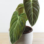 Variegated Philodendron Live Plant, Rare Indoor Houseplant Live Well Rooted 5-7 Inches, Container Growing, Home Office Decor (Giant Leaves Philodendron)
