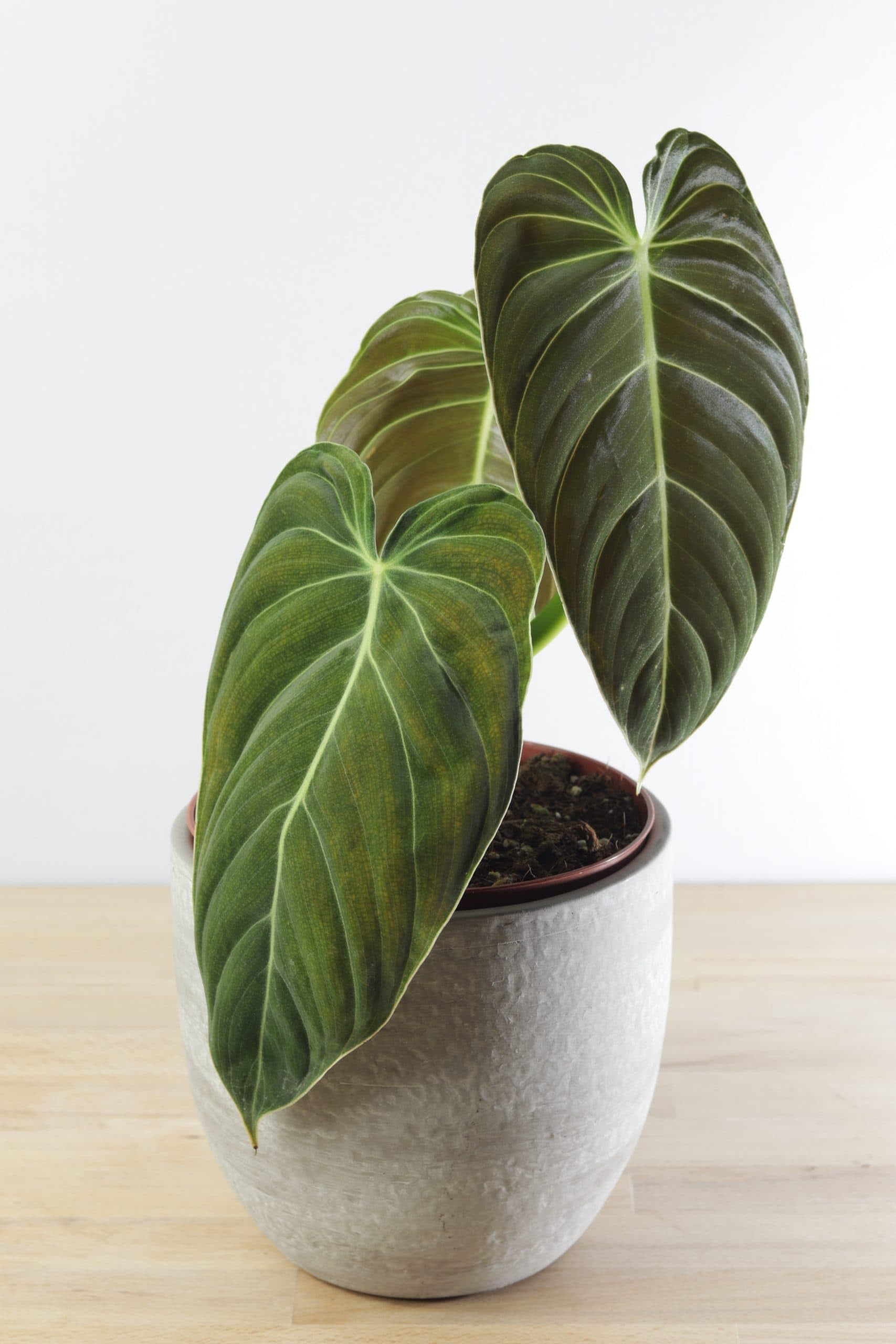 Variegated Philodendron Live Plant 4-8 Inches, Rare Indoor Houseplants for Container Growing (Long Leaves Philodendron)