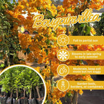Set 2 Golden Bougainvillea Live Plants 4-7 Inches Tall, Vibrant Bumgainvillea Flowering Vines for Garden, Patio Containers and Indoor Growing