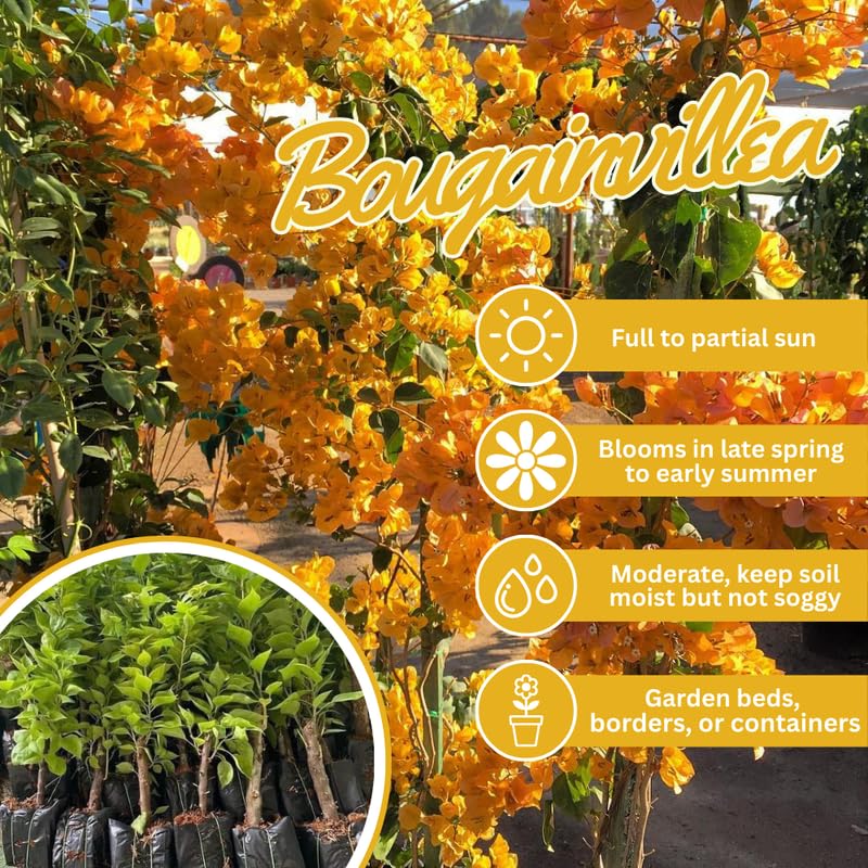 Set 2 Golden Bougainvillea Live Plants 4-7 Inches Tall, Vibrant Bumgainvillea Flowering Vines for Garden, Patio Containers and Indoor Growing