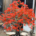 2 Red Bougainvillea Plants Live, Flowering Bougainvillea Vine for Outdoor Garden or Trellis, 5-9 Inch Tall, Very Hardy