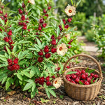 Roselle Hibiscus Plant, Red Sorrel Jamaica Live Plant, Half Gallon Pot, 8-12 Inches Tall, Hibiscus Sabdariffa Plants for Indoor Outdoor Growing