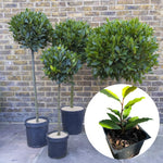 Bay Leaf Tree for Growing Laurus Nobilis Bay Leaf Trees Indoors and Outdoors from 5-9 Inc in Tall