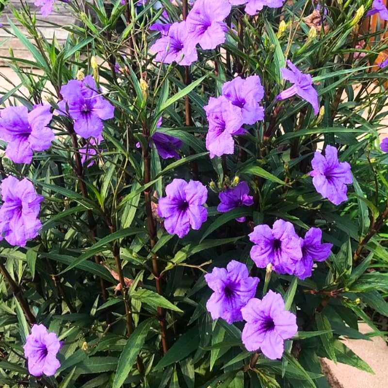 5 Purple Mexican Petunia Plants Live, 5-8" Tall Ruellia Simplex Hardy Petunia Seedlings for Outdoor Garden, Borders, Containers
