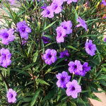 Pack 3 Purple Mexican Petunia Live Plants, 4-9" Tall Hardy Ruellia Simplex Petunia Perennials for Garden, Landscape, Patio
