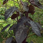 Colocasia Live Plant, 4-8'' Tall, Elephant Ear Plant, Esculenta Taro Alocasia Housplant, Indoor Outdoor Planting (Black)