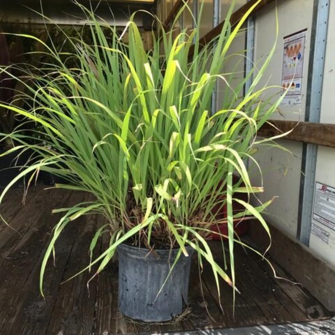 Set 5 Lemon Grass Live Plants for Outdoor Planting, Live Lemongrass Plants for Planting in Spring, Fragrant Herbs, 5-7 Inc Tall Starter