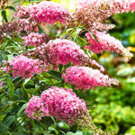Pink Butterfly Bush Buddleia Butterfly Plant Live, 4-9" Tall Well-Rooted for Outdoor Gardens, Perennial Shrub, No Pot