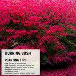Dwarf Burning Bush Live Plant, Red Burning Bush Shrub Live Plant, 5 to 7 Inches Tall