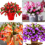 2 Random Christmas Cactus Plants Live, False Thanksgiving Cactus Plants Like, Cold Hardy, 5-9" in Tall, No Pot