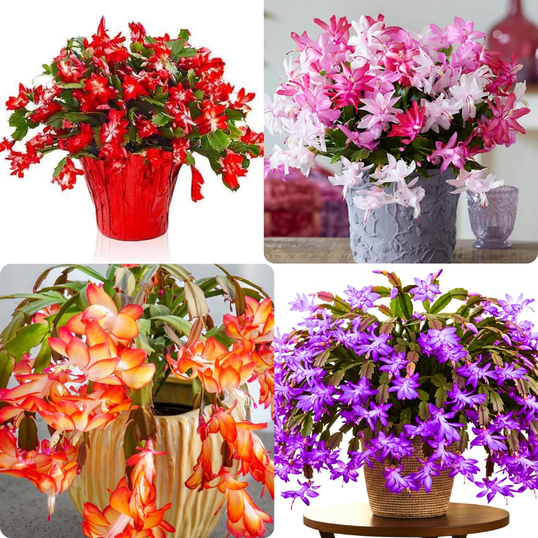 2 Random Christmas Cactus Plants Live, False Thanksgiving Cactus Plants Like, Cold Hardy, 5-9" in Tall, No Pot
