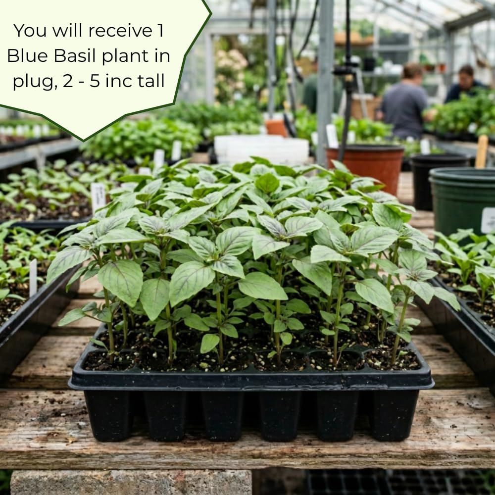African Blue Basil Plant Live, Basil Plant Live, 2-5 Inc Tall, Fragrant Culinary Herb Seedling for Indoor Outdoor Growing