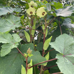 Okra Plants Live in One Pot, 3-5 Inch Tall, Live Okra Plant, Vegetable Plant Outdoor Garden, Well Rooted Seedling