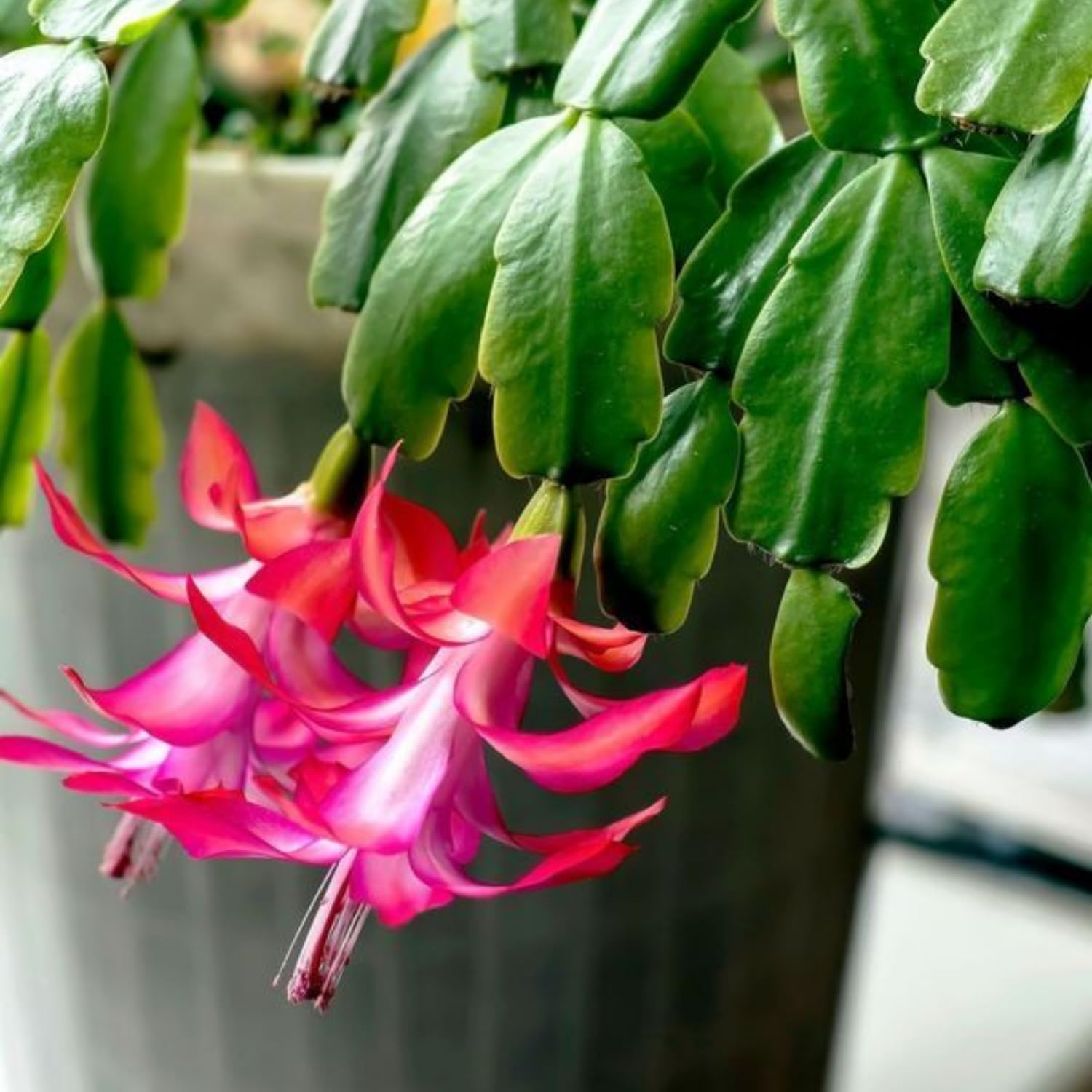 True Christmas Cactus Plant Live in 4 Inch Pot, 4-6 Inch Tall Pink Christmas Cactus Plants, Holiday Houseplant Flower Succulent, Indoor Garden