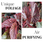 Pink Polka Dot Maculata Angel Wing Begonia Plants Live, Rare Begonias Indoor Growing, Hanging Basket, Starter 5 to 9 Inc Tall