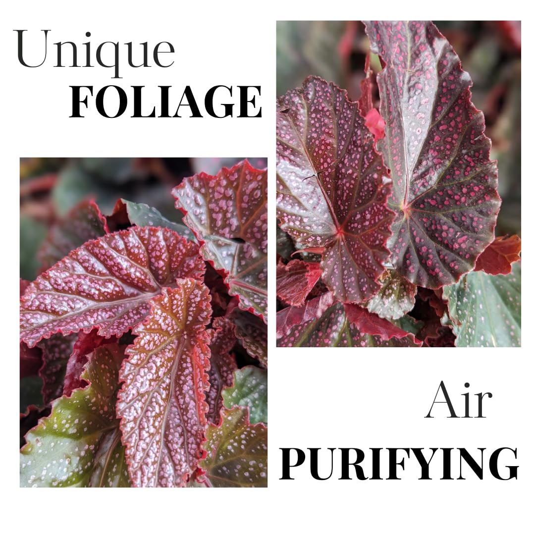 Pink Polka Dot Maculata Angel Wing Begonia Plants Live, Rare Begonias Indoor Growing, Hanging Basket, Starter 5 to 9 Inc Tall