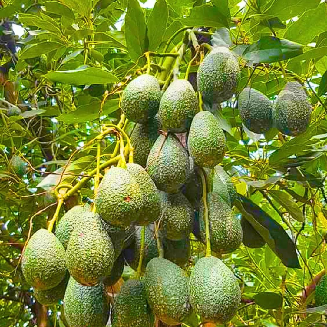 Avocado Trees Live Plants 8-12 Inches Tall, Cold Hardy, Zones 9-11, Planting Indoor Outdoor, No CA