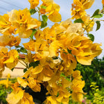 Sets 3 Climbing Bougainvillea Plants Live for Full Sun Trellis Tree, Shrub or Vine Bougainvillea Vibrant Bloom, Very Hardy, 5-9" Tall, Yellow